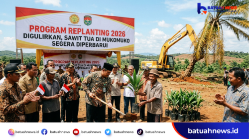 Program Replanting 2026 Digulirkan, Sawit Tua di Mukomuko Segera Diperbarui