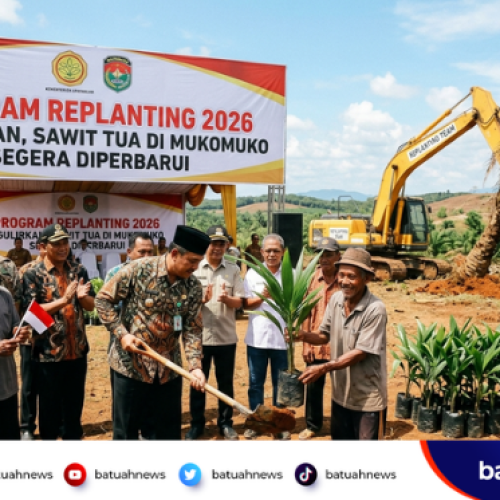 Program Replanting 2026 Digulirkan, Sawit Tua di Mukomuko Segera Diperbarui
