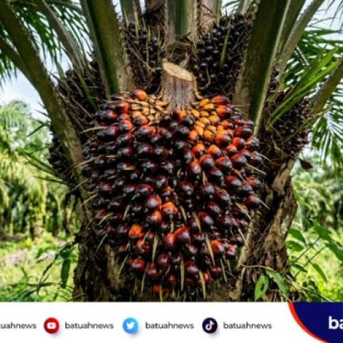 Harga TBS Sawit di Mukomuko Masih Stabil, Segini Harga Tertinggi