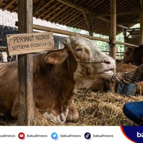 Setelah Lonjakan Kasus 2025, Distan Mukomuko Amankan 4.000 Dosis Vaksin untuk Ternak 2026