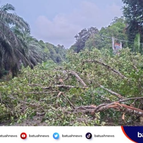 Kejadian di Perbatasan Mukomuko–Bengkulu Utara, Pohon Tumbang Hantam Kabel PLN