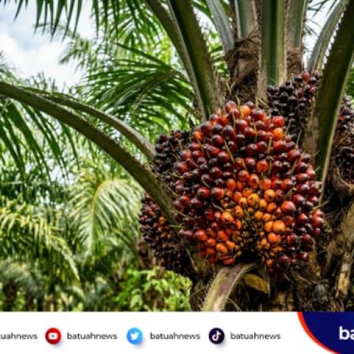 Ini Jadwal Penerimaan TBS Sawit oleh PKS di Mukomuko