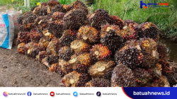 Harga TBS Sawit Mukomuko Naik Lagi, Tertinggi Tembus Rp3.190 per Kg