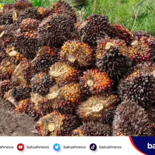 Harga TBS Sawit Mukomuko Naik Lagi, Tertinggi Tembus Rp3.190 per Kg