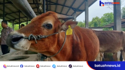 Jelang Idul Adha, Distan Mukomuko Perkuat Vaksinasi PMK, SE, dan Jembrana