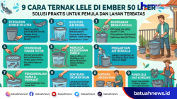 9 Cara Ternak Lele di Ember 50 Liter, Solusi Praktis untuk Pemula dan Lahan Terbatas