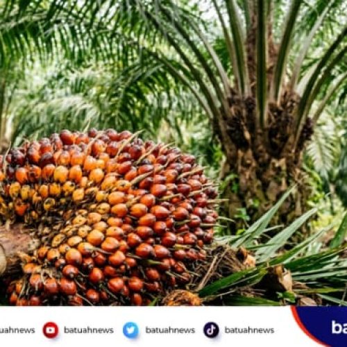 Di Tengah Ketetapan Rp3.400, Harga TBS Mukomuko Justru Terjun Bebas