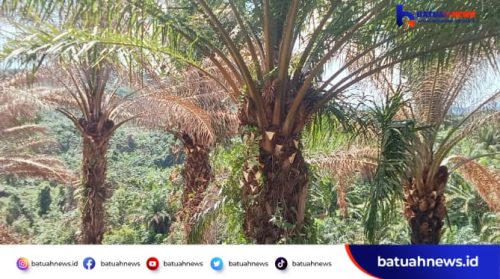 Catut Nama Warga untuk Kelompok Tani, Dugaan Modus Oknum Pengusaha Mukomuko Kuasai HPT Ratusan Hektare