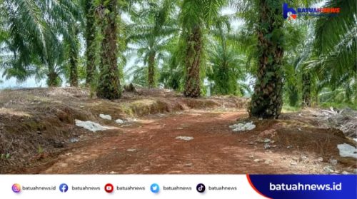 400 Hektare Dimiliki Satu Orang di Mukomuko, Warga Jadi Tameng Muluskan Dugaan Praktik Ilegal Alihfungsi HPT Jadi Kebun Sawit