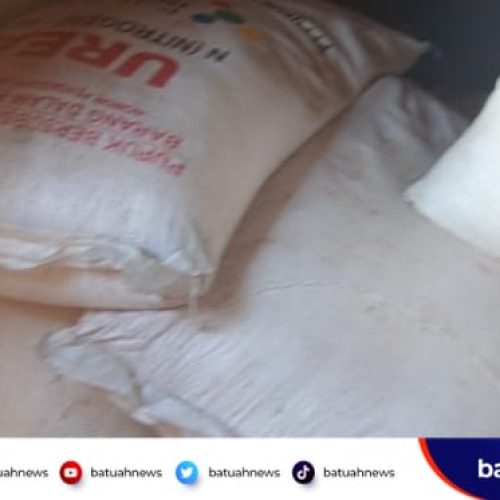 Skandal Pupuk Subsidi! Diduga Banyak Dikuasai Oknum Pengusaha Mukomuko yang Miliki Kebun Sawit Ratusan Hektare