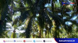 Dugaan Bocornya Pendapatan Negara, APH Diminta Cek Pajak Perkebunan Sawit Ratusan Hektar Oknum Pengusaha di Mukomuko