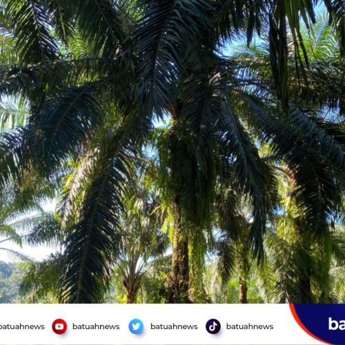 Dugaan Bocornya Pendapatan Negara, APH Diminta Cek Pajak Perkebunan Sawit Ratusan Hektar Oknum Pengusaha di Mukomuko
